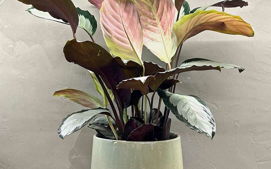 Calathea