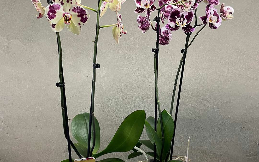 Orchidea phalaenopsis