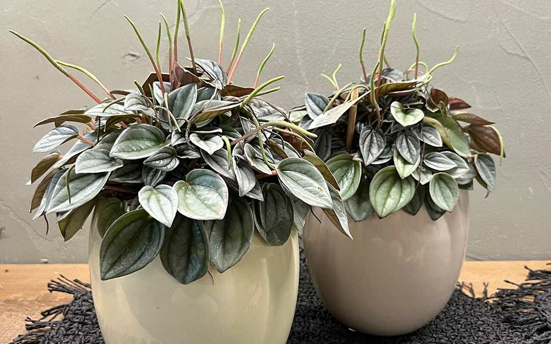 Peperomia caperata