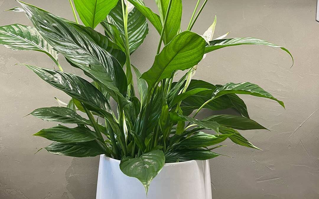 Spathiphyllum