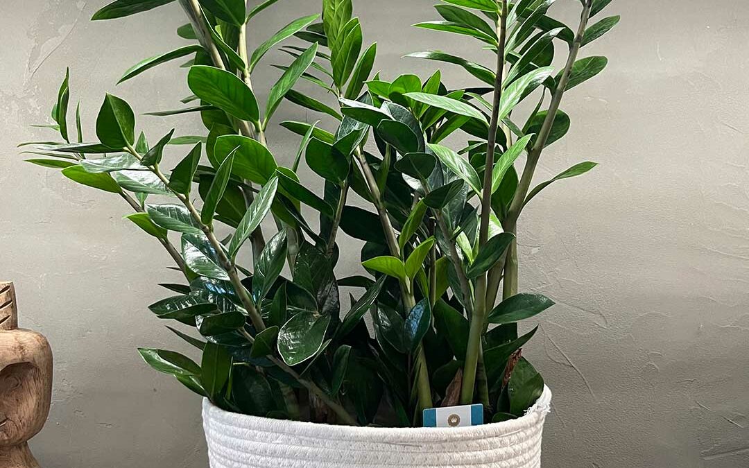 Zamioculcas